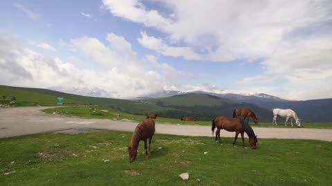 Mountain landscape with grazing horses, Transalpina, Romania