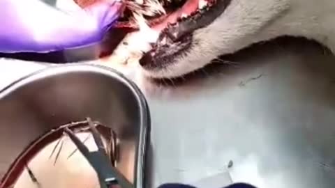 Poor Dog tried to Bite a Porcupine