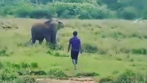 Wild elephant attack on a man...