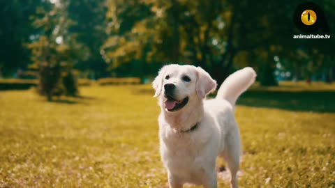 🖱 |• TOP 10 BIG DOG BREEDS FOR FIRST TIME OWNERS✨🐕