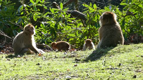 Baby monkeys