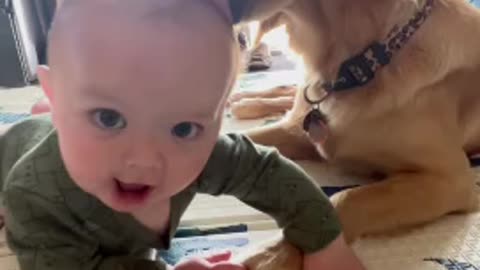 Golden Retriever Gives Baby a Bath