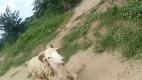 KAMBING INI GALAK