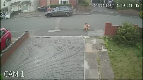 Terrifying Moment Caught on Doorbell Cam as Boy is Attacked by Dog While Playing Football"