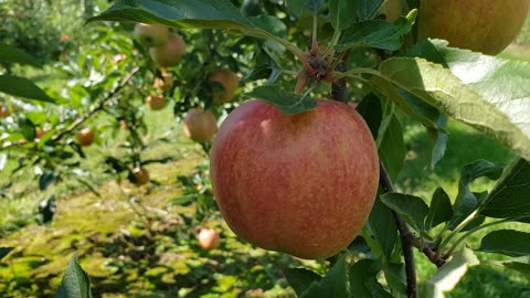 Ginger Ginger Early Pick Apple 2024