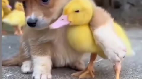 Dog lovers...and cute duck 🦆