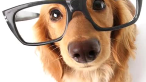 Unlocking Your Dog's Natural Intelligence