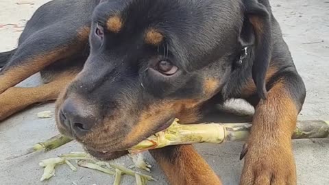 A Dog Eating sugarcane 😍😍😍😍