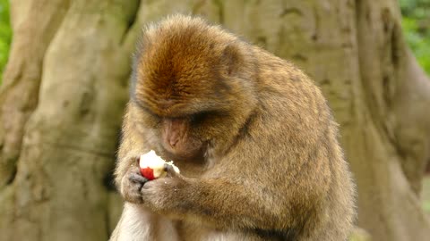 Monkey eating an apple