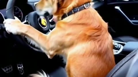 A Dog Is Driving A Car