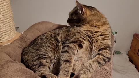 Linus macht sich mit Katzenwäsche fein fürs Bett😚