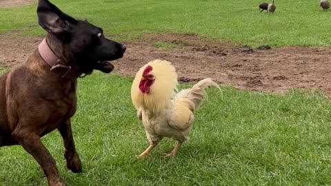 😵Roster Protecting Chickens from Playful Family Dog