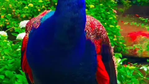 Peacock 🦚