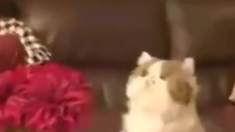 Cat playing video