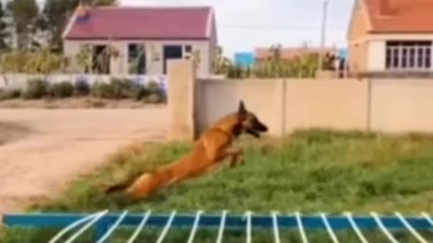 Dog Jumping Short Video ll #Short