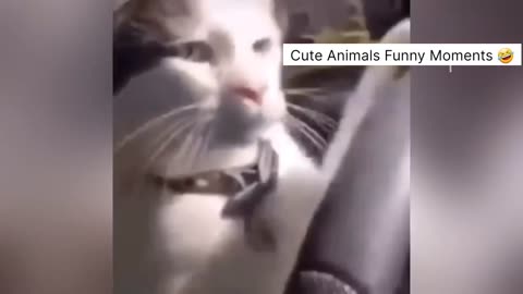 Cute animals funny video 🤣🤣