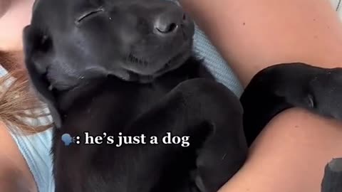 When a Beautiful Girl and Her Dog Take Over the Bed – Cuteness Overload!"