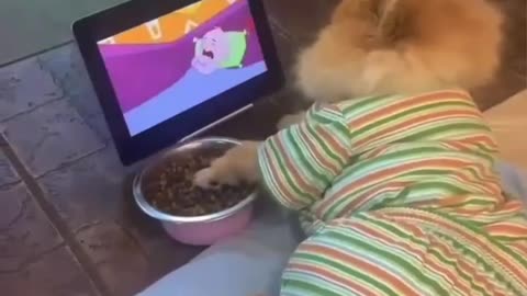 dog and cartoons