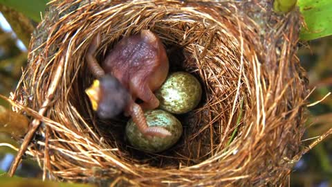 Common Cuckoo chick ejects eggs of Reed Warbler out of the nest.David Attenborough's opinion