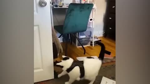 Funny cats