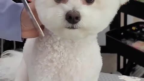 beautiful dog.mp4