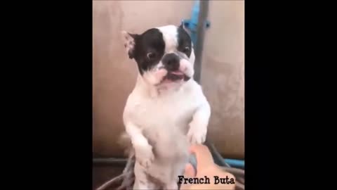 Discover the Real Funniest French Puppies try not to laugh