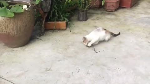 How to teach cat catching mouse