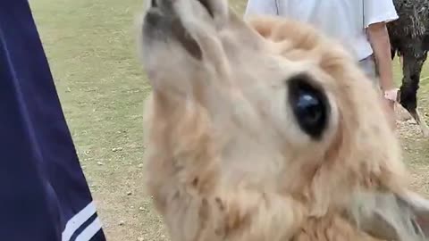 A very nice alpaca