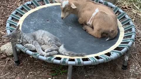 Goat Lays Next to Cat on Trampoline for a Nap