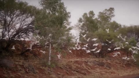 Volvo Trucks - 175 tonnes road train through the Australian outback - Drivers World (E08)