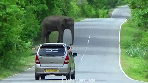 Sri Lanka Wild Elephant Attack