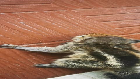 Baby squirrel in my home