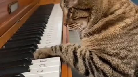 Cute Cat Playing Piano 🥺