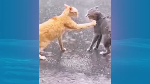 EPIC CAT FIGHTS