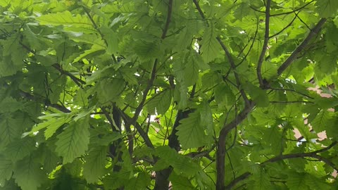 Cool and comfortable under the big tree