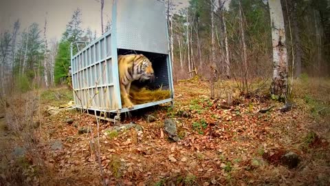 Extremely Rare - Four Siberian Tigers Released Into The Wild