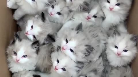 Cute cat babies video❤️❤️|| animal lover 💕