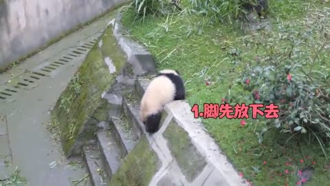 Check out these hilarious Panda moment clips!