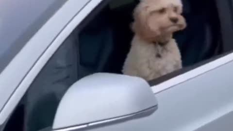 Dog Driving Car