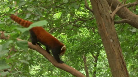 CUTE RED PANDA CREATURE ADVENTURE | The Real-Life Wild Kratts