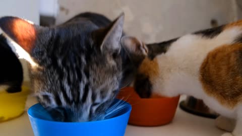 funny cats eating video