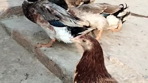 Quack Quack Sound Video By Kingdom Of Awais