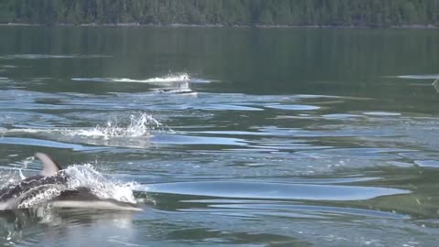 Incredible Wild Dolphin Show