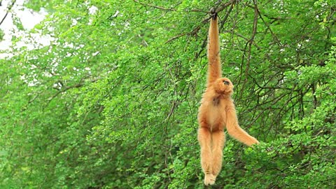 Lar Gibbon hanging on the tree.