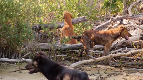 Bahamas BAREHAND Pig Hunting!! Carribean’s Most DANGEROUS Food!!Bahamas