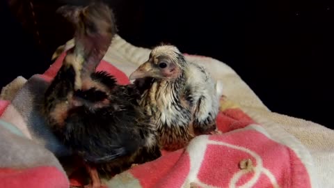 Flock it Farm: Hand-feeding baby pigeons