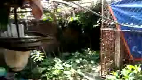 Three dogs playing together in a crib