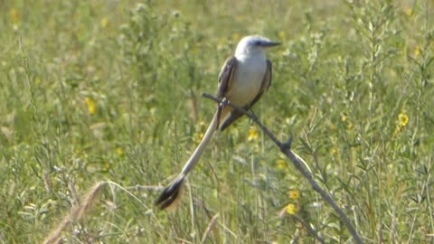 Scissor-Tailed Flycatcher Tallgrass Prairie Pawhuska, OK