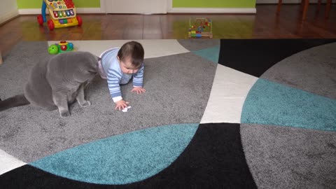 British Shorthair Cat and Baby - Playing Together