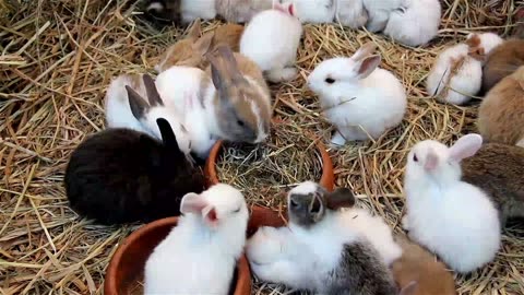 A group of cute little rabbits eating